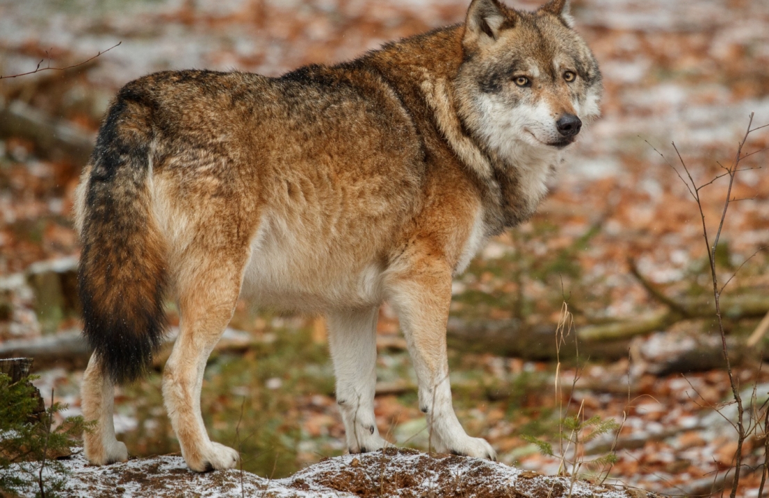 Wilki – niezwykli mieszkańcy polskich lasów i plaż
